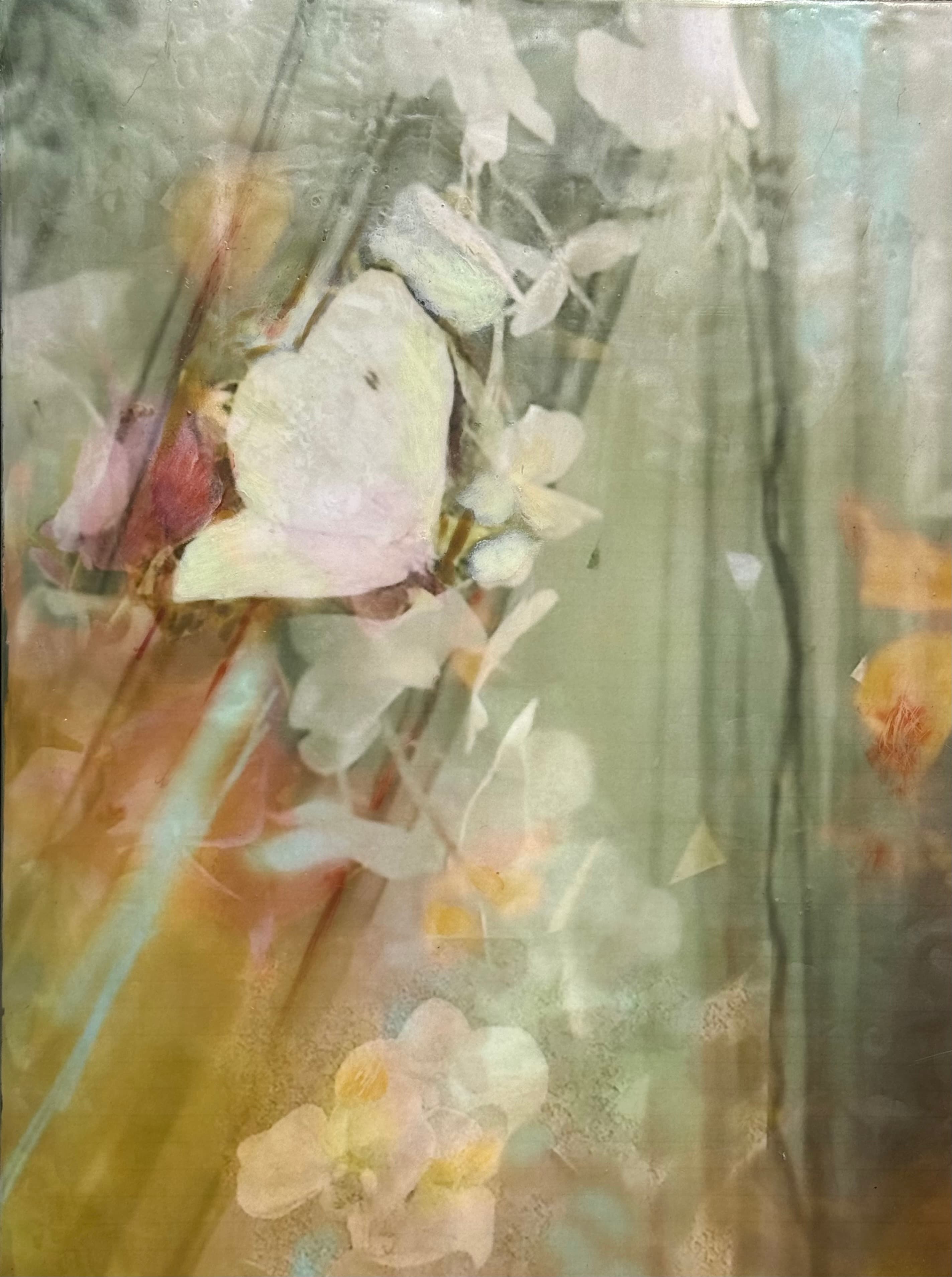 Dreaming Petals