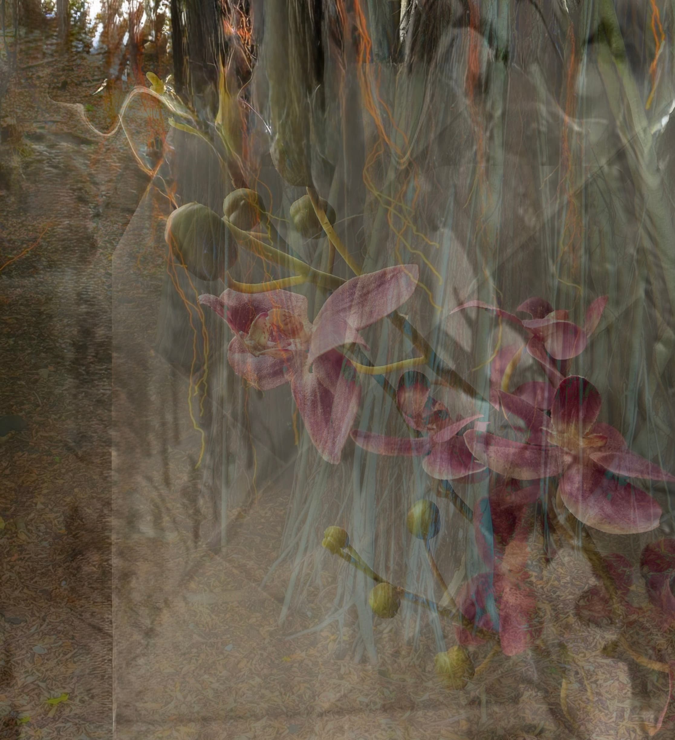 Suspended Orchids