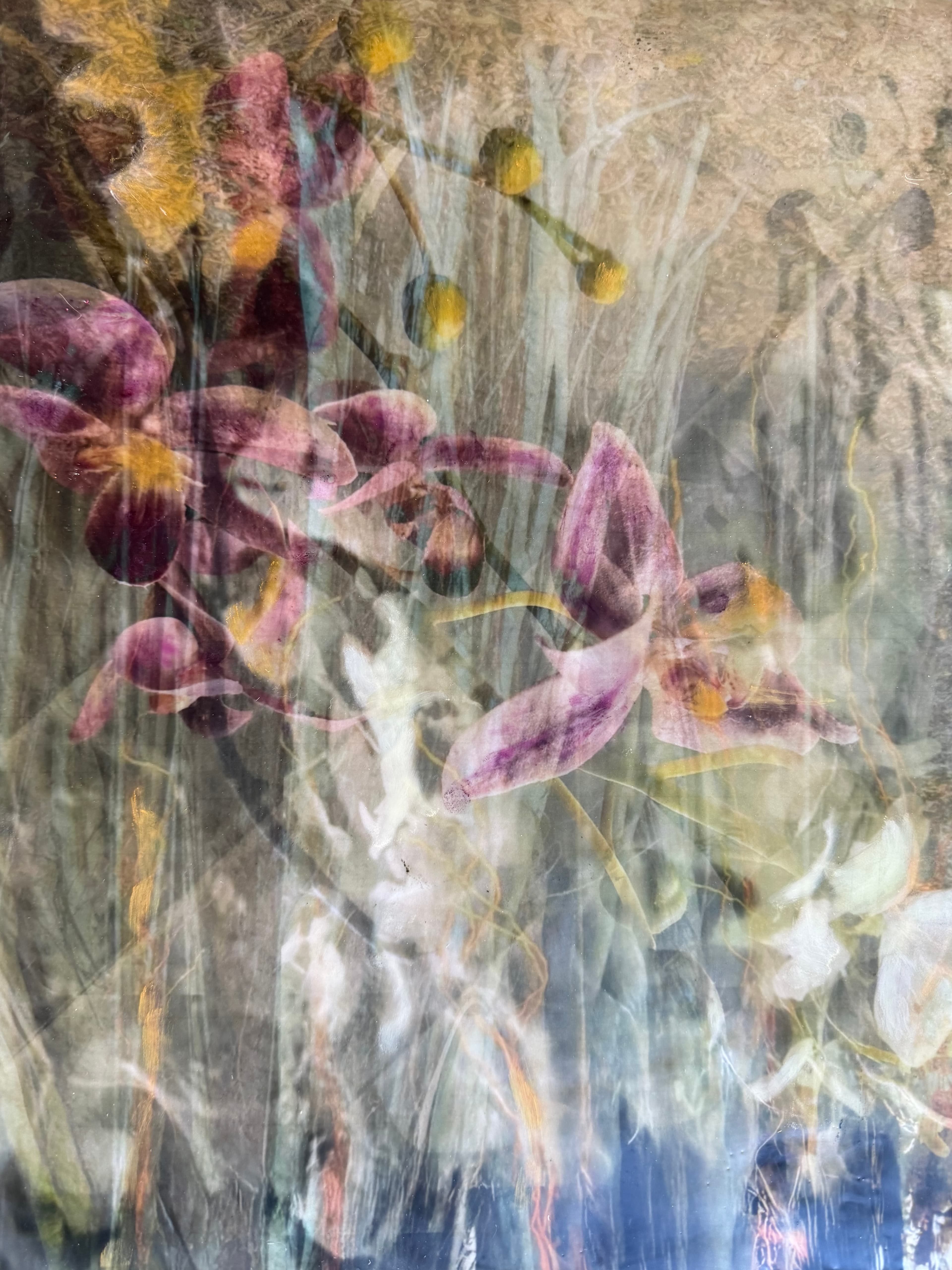 Where Blossoms Dream